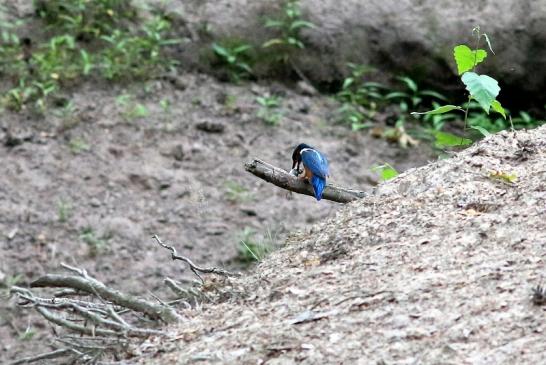 Eisvogel (Belegfoto) Wildpark Alte Fasanerie Klein Auheim 2018