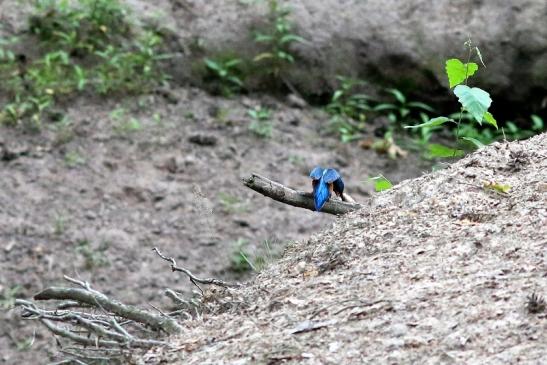 Eisvogel (Belegfoto) Wildpark Alte Fasanerie Klein Auheim 2018