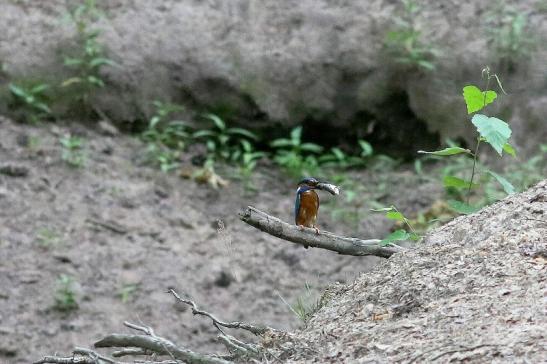 Eisvogel (Belegfoto) Wildpark Alte Fasanerie Klein Auheim 2018