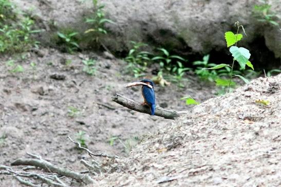 Eisvogel (Belegfoto) Wildpark Alte Fasanerie Klein Auheim 2018