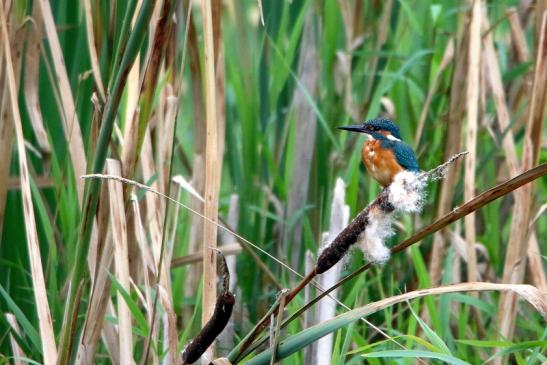 Eisvogel mit Beute Finkensee Rodgau Jügesheim 2016