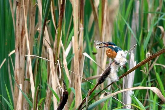 Eisvogel mit Beute Finkensee Rodgau Jügesheim 2016