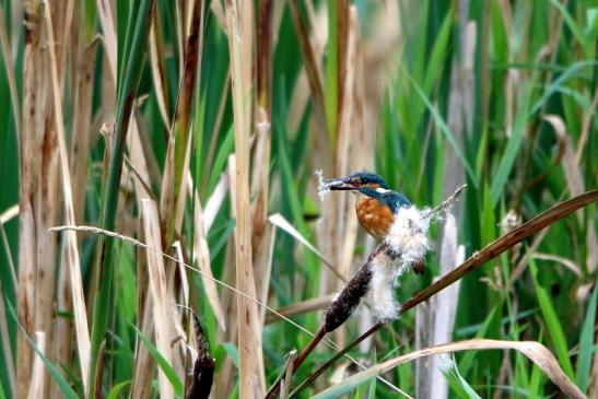 Eisvogel mit Beute Finkensee Rodgau Jügesheim 2016