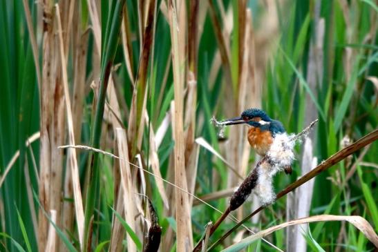 Eisvogel mit Beute Finkensee Rodgau Jügesheim 2016