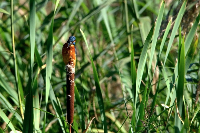 Eisvogel Finkensee Rodgau Jügesheim 2016