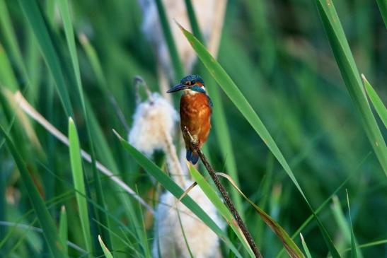 Eisvogel Finkensee Rodgau Jügesheim 2016