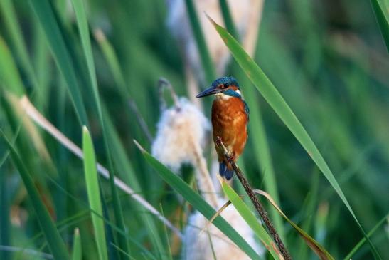 Eisvogel Finkensee Rodgau Jügesheim 2016