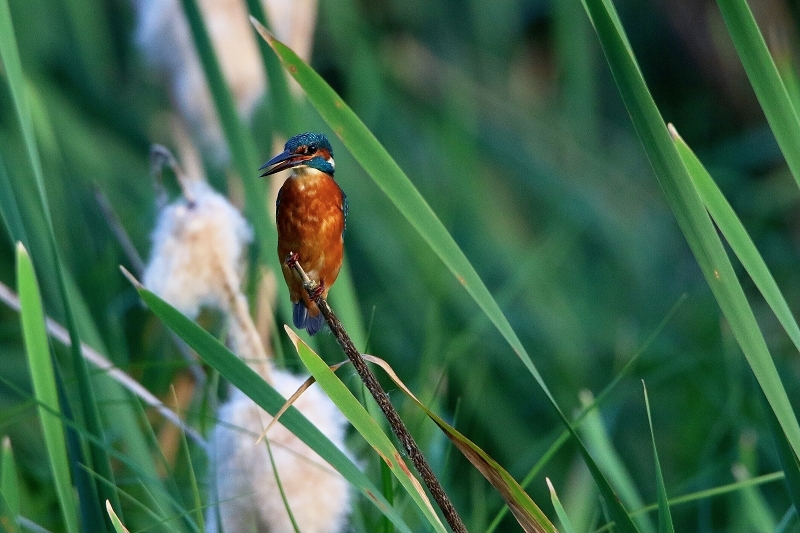 Eisvogel Finkensee Rodgau Jügesheim 2016