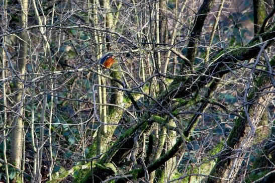 Eisvogel Kesselbruchweiher Stadtwald Frankfurt am Main 2016