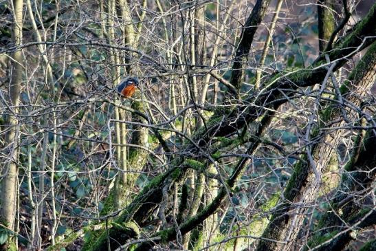 Eisvogel Kesselbruchweiher Stadtwald Frankfurt am Main 2016