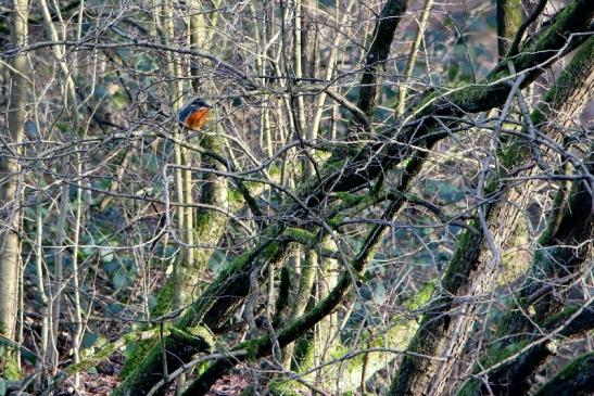 Eisvogel Kesselbruchweiher Stadtwald Frankfurt am Main 2016