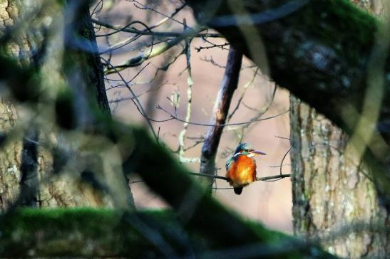 Eisvogel Kesselbruchweiher Stadtwald Frankfurt am Main 2016