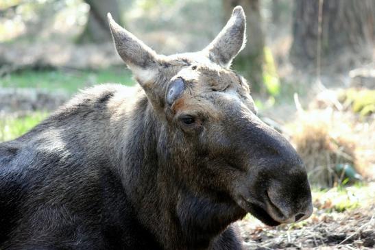 Elch Wildpark Alte Fasanerie Klein Auheim 2014