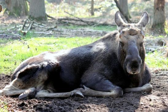 Elch Wildpark Alte Fasanerie Klein Auheim 2014