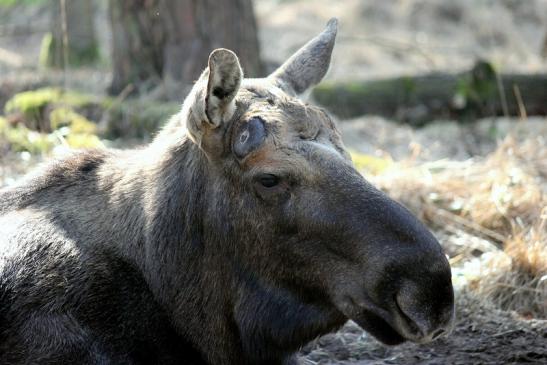 Elch Wildpark Alte Fasanerie Klein Auheim 2014