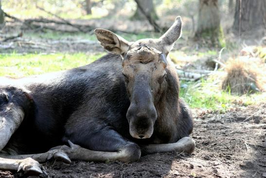 Elch Wildpark Alte Fasanerie Klein Auheim 2014