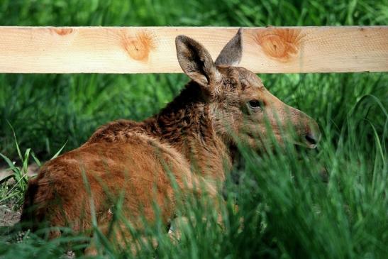 Elchkalb Wildpark Alte Fasanerie Klein Auheim 2015