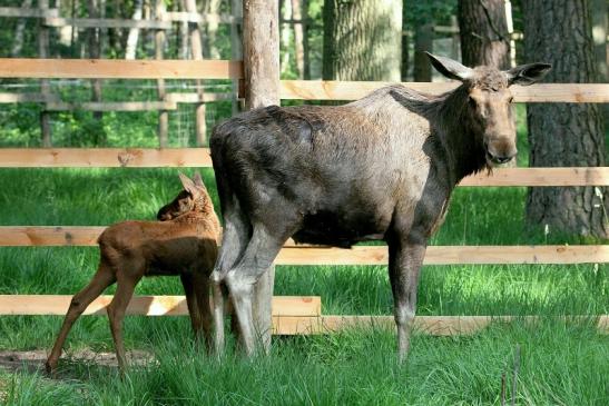 Elch mit Kalb Wildpark Alte Fasanerie Klein Auheim 2015