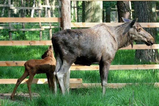 Elch mit Kalb Wildpark Alte Fasanerie Klein Auheim 2015