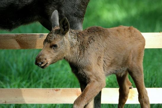 Elchkalb Wildpark Alte Fasanerie Klein Auheim 2015