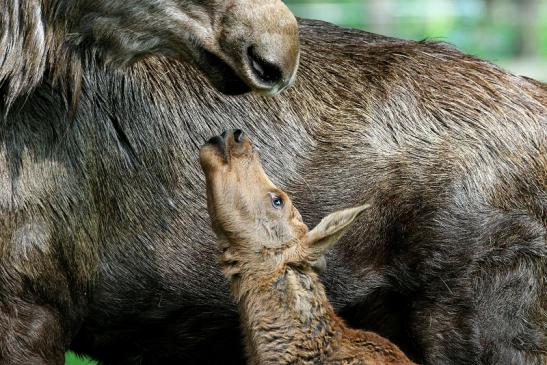 Elchkalb Wildpark Alte Fasanerie Klein Auheim 2015