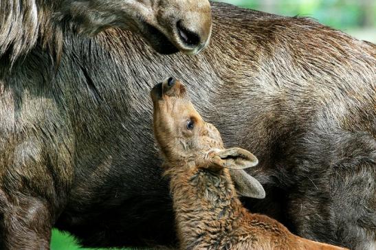 Elchkalb Wildpark Alte Fasanerie Klein Auheim 2015