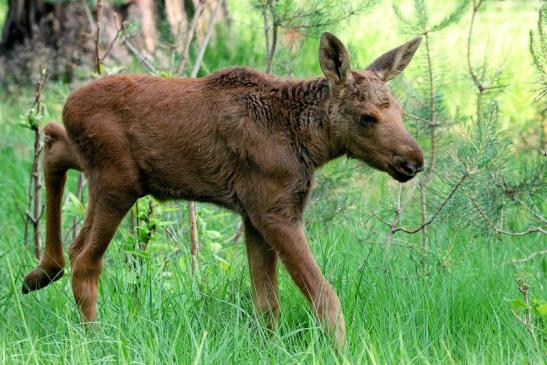 Elchkalb Wildpark Alte Fasanerie Klein Auheim 2015