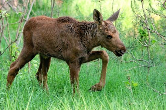 Elchkalb Wildpark Alte Fasanerie Klein Auheim 2015