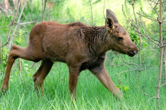 Elchkalb Wildpark Alte Fasanerie Klein Auheim 2015