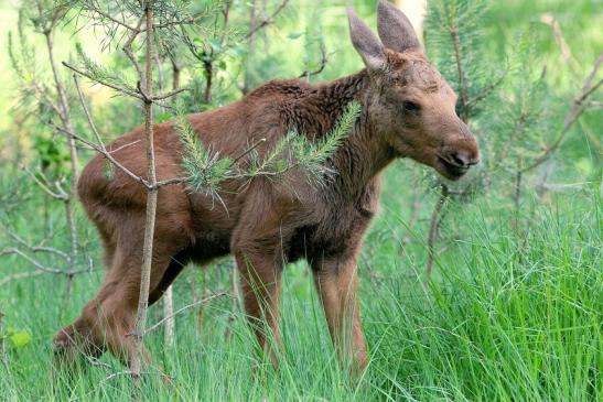 Elchkalb Wildpark Alte Fasanerie Klein Auheim 2015