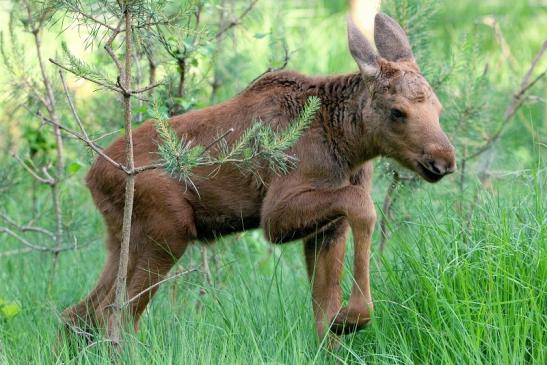 Elchkalb Wildpark Alte Fasanerie Klein Auheim 2015