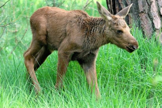 Elchkalb Wildpark Alte Fasanerie Klein Auheim 2015