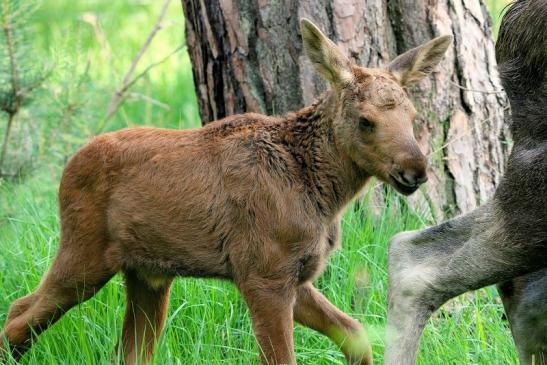 Elchkalb Wildpark Alte Fasanerie Klein Auheim 2015