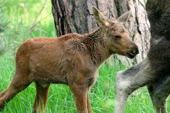 Elchkalb Wildpark Alte Fasanerie Klein Auheim 2015