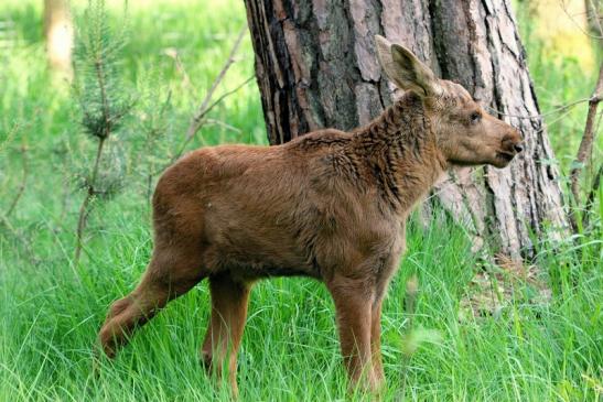 Elchkalb Wildpark Alte Fasanerie Klein Auheim 2015