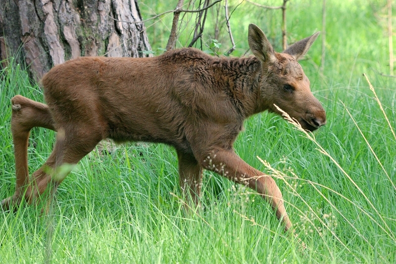 Elchkalb Wildpark Alte Fasanerie Klein Auheim 2015