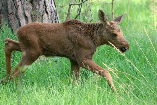 Elchkalb Wildpark Alte Fasanerie Klein Auheim 2015