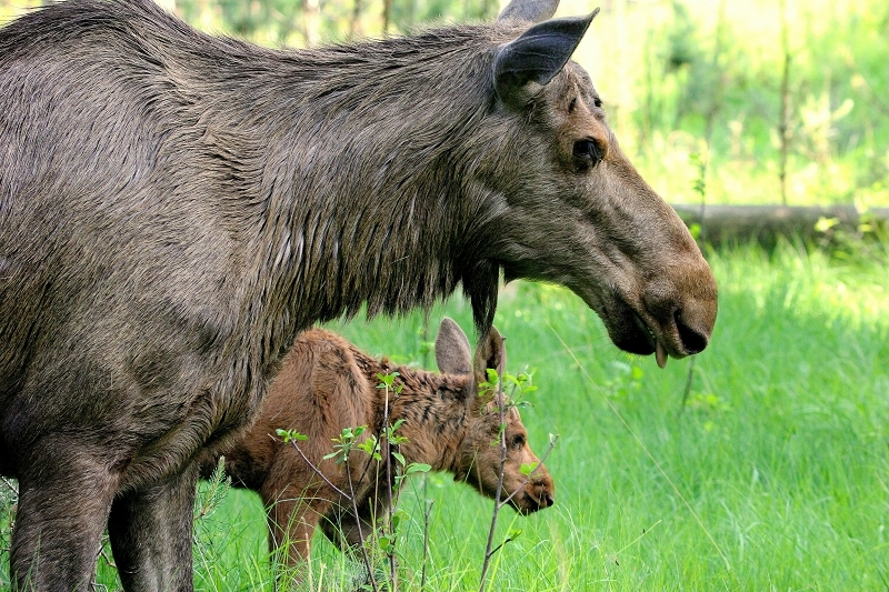Elchkalb Wildpark Alte Fasanerie Klein Auheim 2015