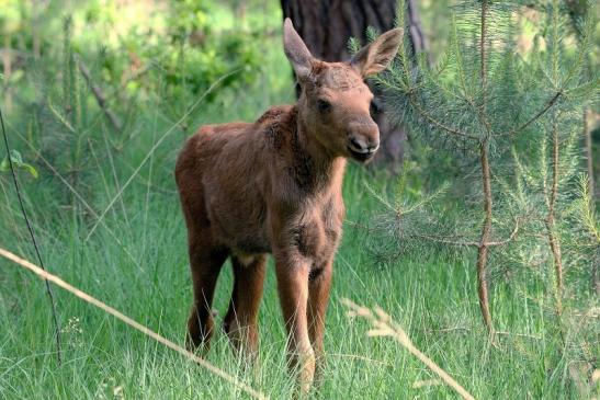 Elchkalb Wildpark Alte Fasanerie Klein Auheim 2015