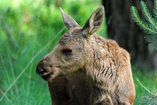 Elchkalb Wildpark Alte Fasanerie Klein Auheim 2015