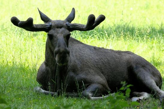 Elch Wildpark Alte Fasanerie Klein Auheim 2015