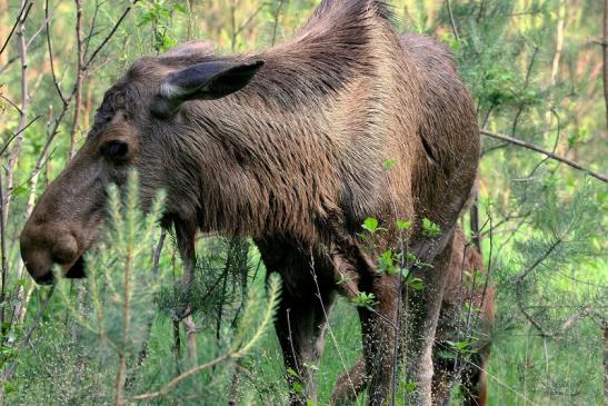 Elch Wildpark Alte Fasanerie Klein Auheim 2015