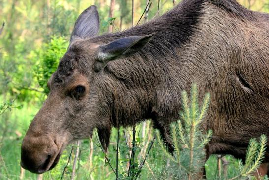 Elch Wildpark Alte Fasanerie Klein Auheim 2015