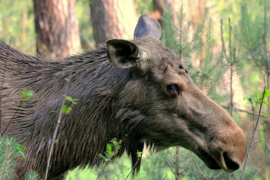 Elch Wildpark Alte Fasanerie Klein Auheim 2015