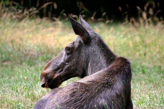 Elch Wildpark Alte Fasanerie Klein Auheim 2015