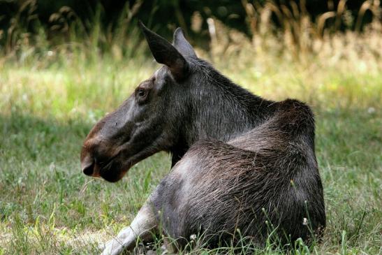 Elch Wildpark Alte Fasanerie Klein Auheim 2015