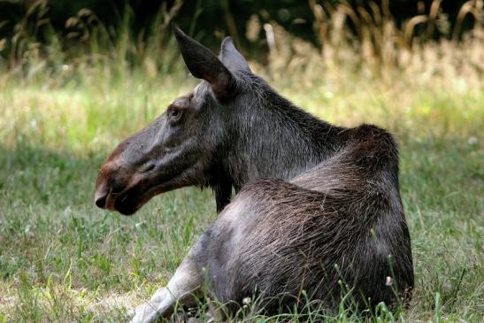 Elch Wildpark Alte Fasanerie Klein Auheim 2015