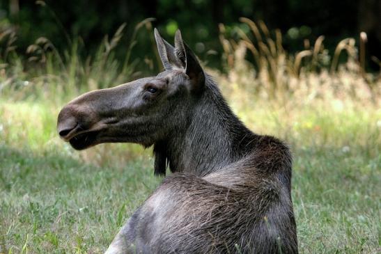 Elch Wildpark Alte Fasanerie Klein Auheim 2015