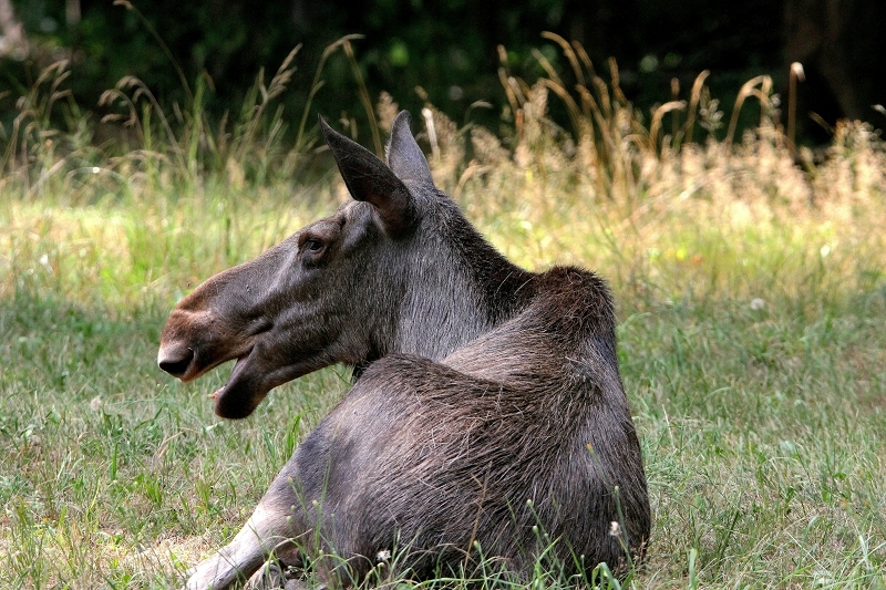 Elch Wildpark Alte Fasanerie Klein Auheim 2015