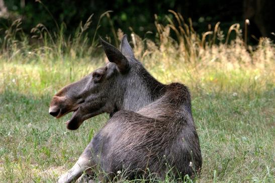 Elch Wildpark Alte Fasanerie Klein Auheim 2015